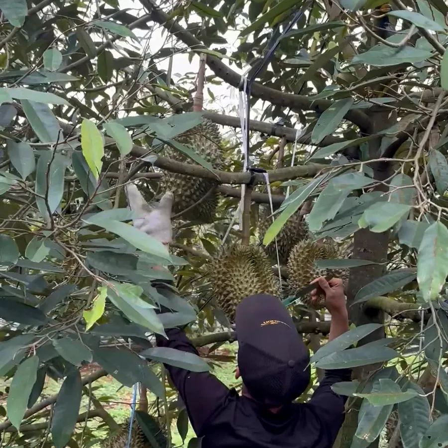 Durian harvest at our farm