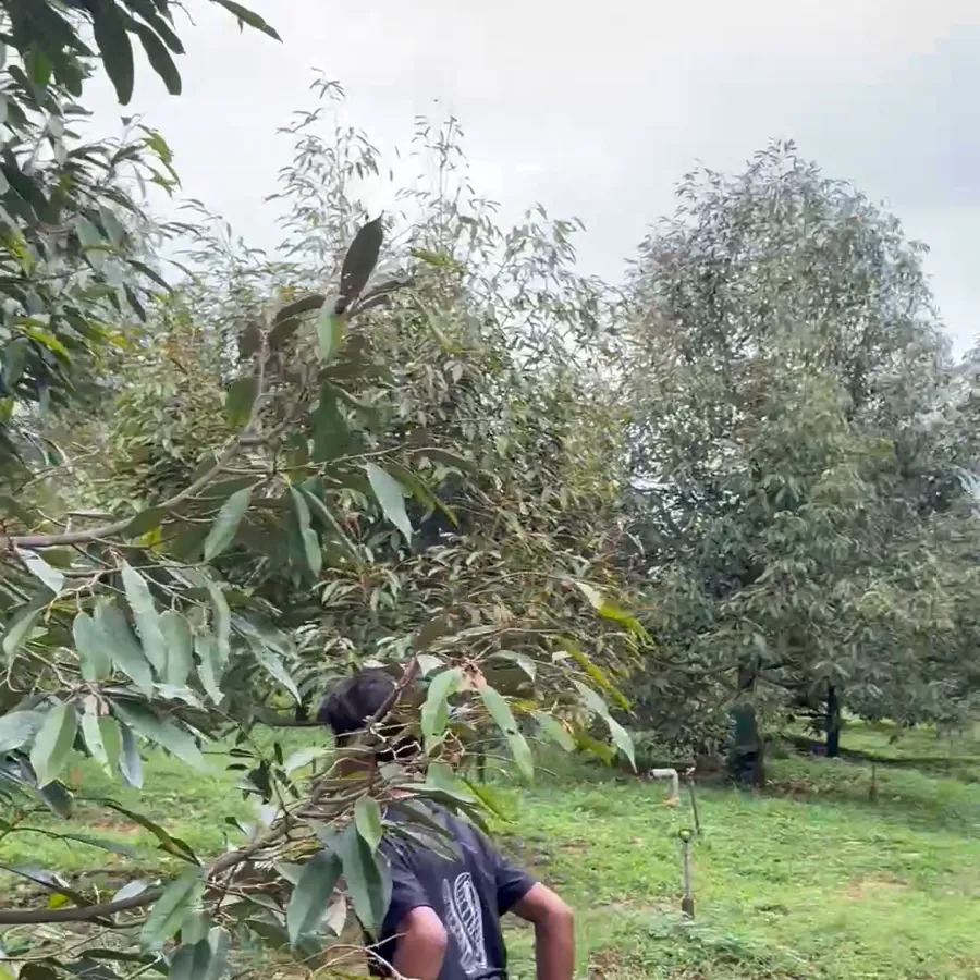 Lowering durian from the tree