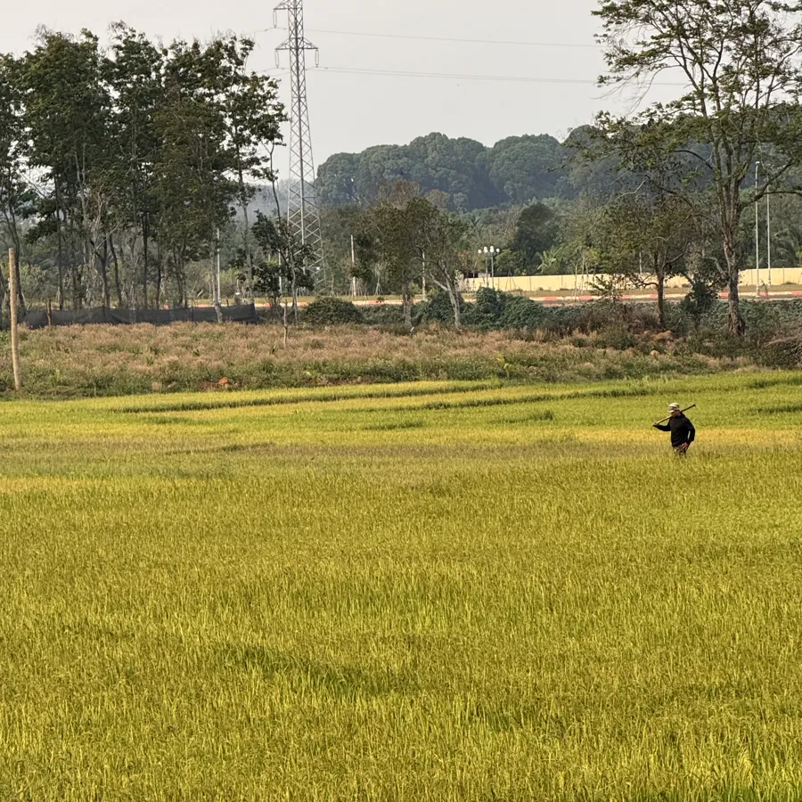 Rice fields, Vietnam