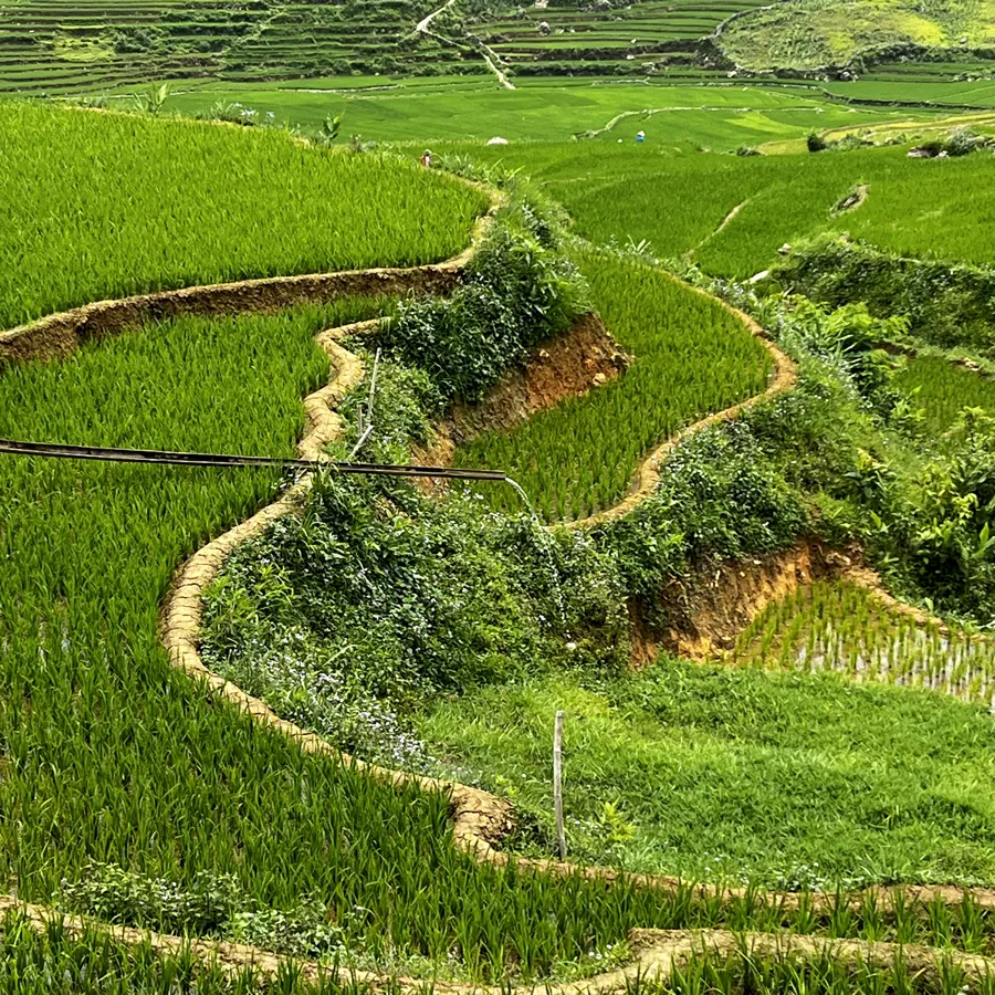 Rice terraces, Vietnam