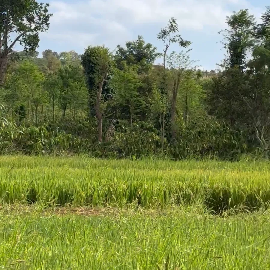 Tree line beside the farm